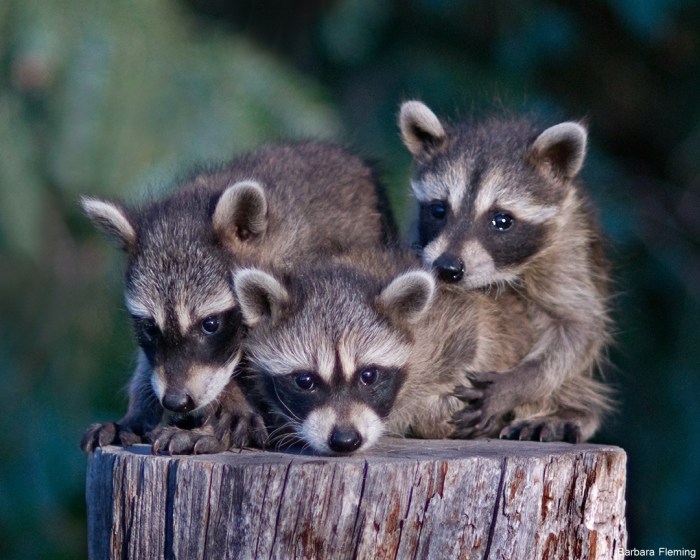 Name for a group of raccoons