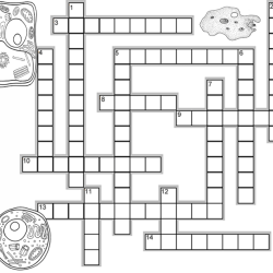 Cell structure and function crossword puzzle