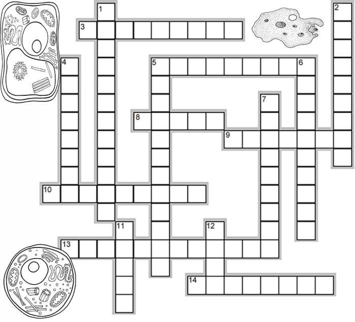 Cell structure and function crossword puzzle