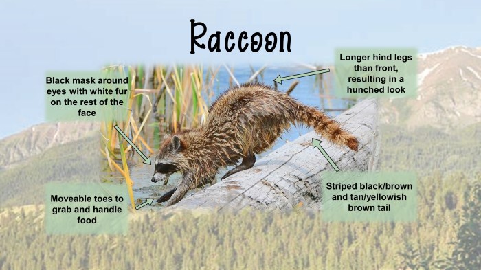 Raccoon procione procyonidae raccoons mapache panda sfondi animais mononoke mapaches wallhaven fauna bonitos vertebrato rosso mammifero guaxinim tanuki bolas snow