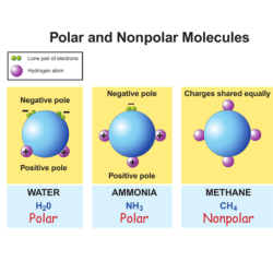 Polar nonpolar classify molecule each chegg coci sif cho answer bank