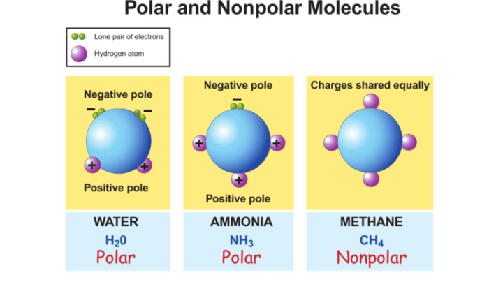 Polar nonpolar classify molecule each chegg coci sif cho answer bank