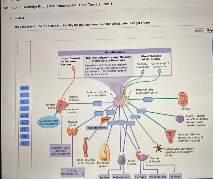 Art-labeling activity: overview of the endocrine organs