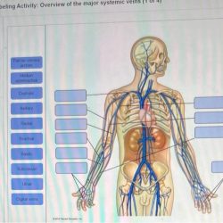 Organization labeling activity sympathetic nervous neurons system preganglionic axons chegg solved transcribed problem text been show has answer help