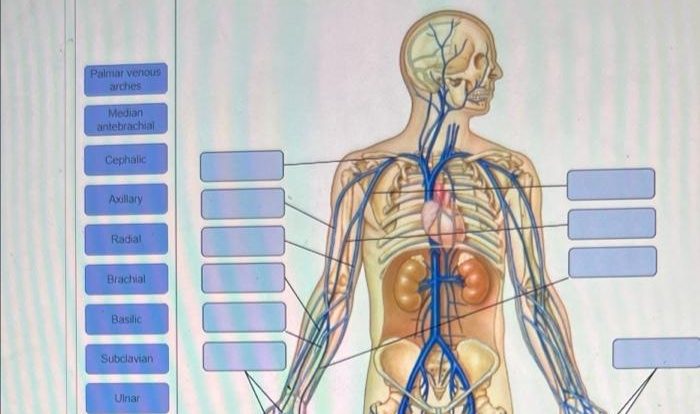 Organization labeling activity sympathetic nervous neurons system preganglionic axons chegg solved transcribed problem text been show has answer help