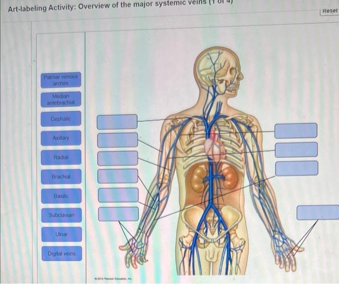 Organization labeling activity sympathetic nervous neurons system preganglionic axons chegg solved transcribed problem text been show has answer help