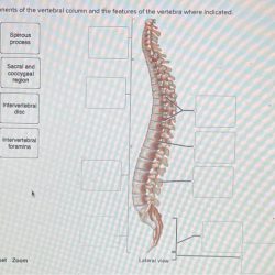 Column vertebral human description print freeart