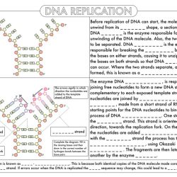 Rna and protein synthesis gizmo answer key pdf