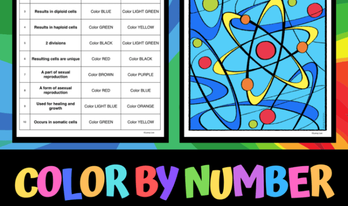 Mitosis vs meiosis color by answer review worksheet