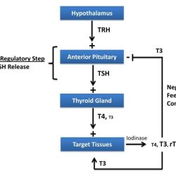 Feedback mechanism figure thyroid hormone illustrates regulates release label place solved each appropriate transcribed problem text been show has