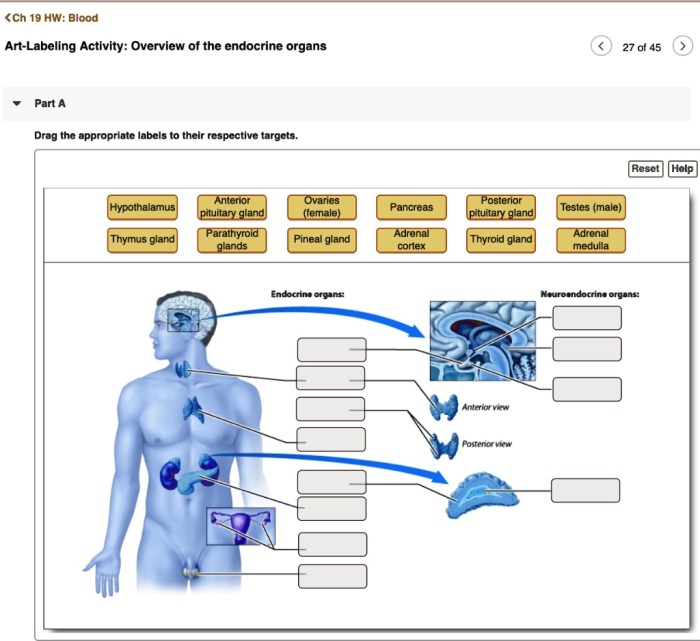 Art-labeling activity: overview of the endocrine organs