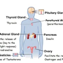 Endocrine glands diagram body male label draw showing following pituitary given