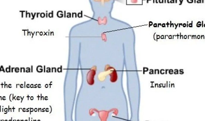 Endocrine glands diagram body male label draw showing following pituitary given